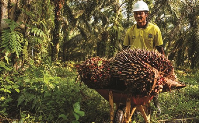 Sederet Dukungan RSPO Untuk Pekebun Sawit Swadaya