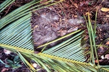 Kumbang Tanduk Serang Kebun Sawit, PT ITH Bantu Petani