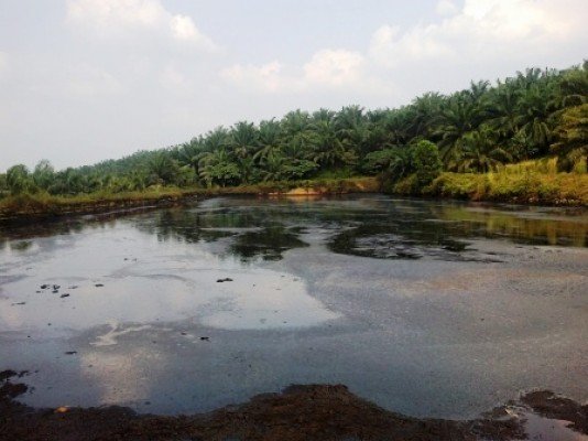 Limbah Sawit Potensi Hasilkan Energi Listrik 5 Gigawatt  