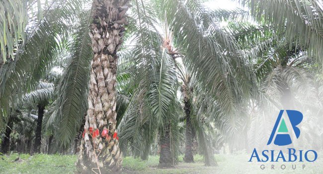 Manfaatkan Batang Sawit, Asia Bioenergy Siap Ekspor 