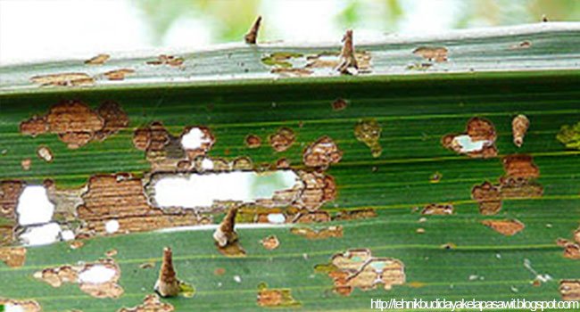 Waspadalah! Ulat Kantung Serang Kebun Sawit
