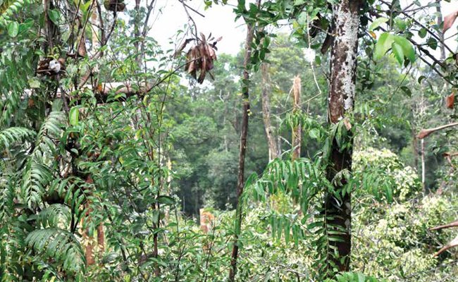 BEDA DEFORESTASI ALA INDONESIA DENGAN UNI EROPA