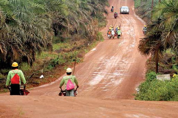 BGA Akan Meningkatkan Produksi CPO