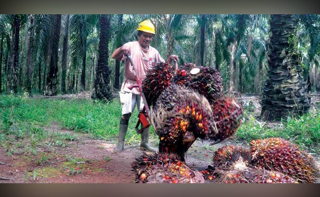 MEMUTUS KENDALA PEREMAJAAN SAWIT