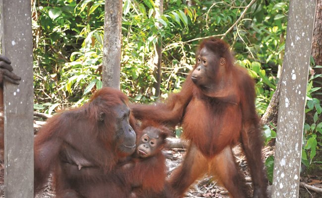 Orangutan dan Sawit serta RSPO