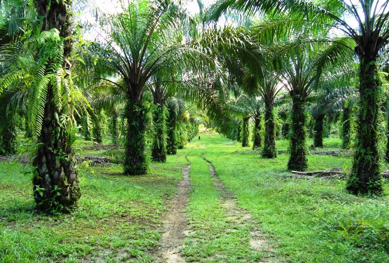 Tunggu PMK Rampung, Dana Replanting BPDP Siap Dukucurkan