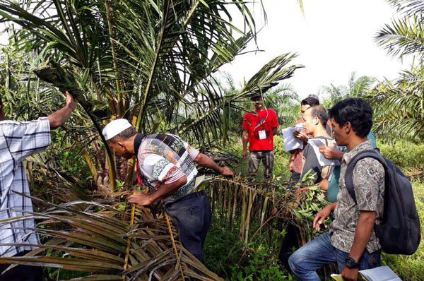 Ini Alasan Perlu ada STDB Buat Petani Sawit