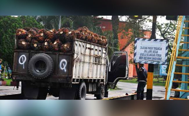 Kemamputelusuran Pabrik Sawit GAR Gandeng Geotraceability & Koltiva