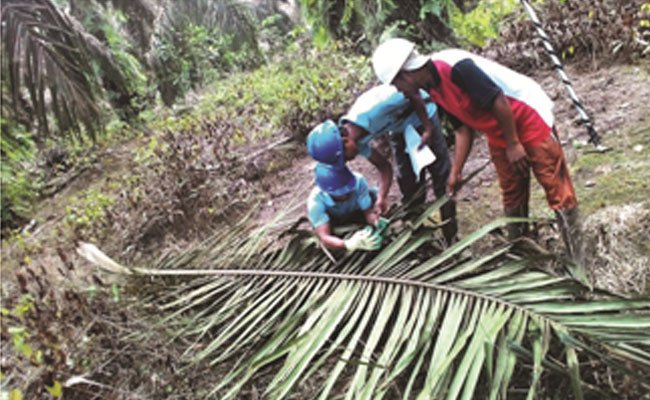 Mengenal Kerangka Kerja dan Proses Pengaduan Skim Sawit Berkelanjutan