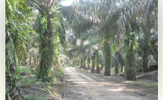 Pangkal Awal Konflik Lahan di Perkebunan Kelapa Sawit