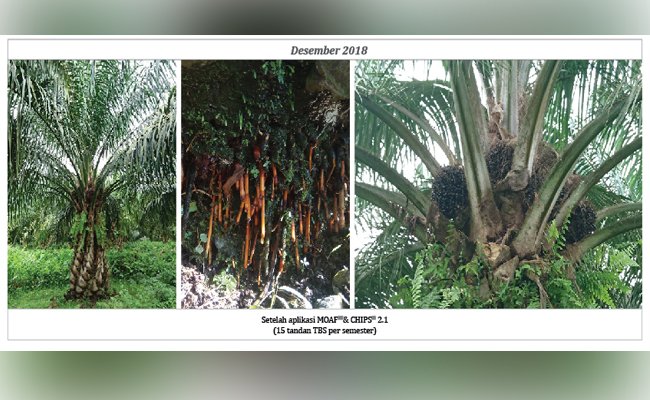 Agroinput Kimia Berdampak Pada Tanah Kebun Kelapa Sawit