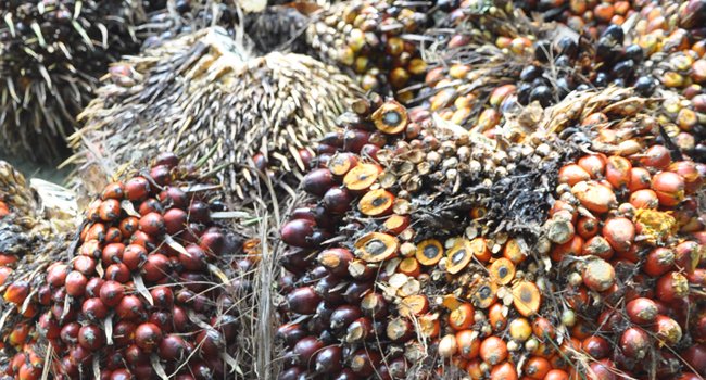 Harga TBS Sawit Kaltim Periode Juni 2019 Turun Rp 50,75/Kg