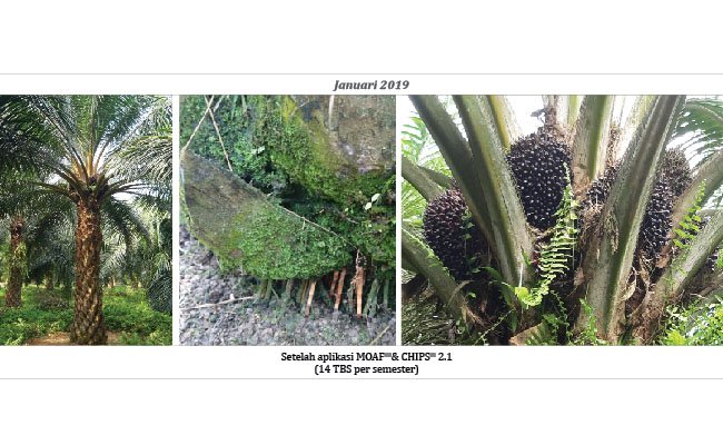 Infeksi Ganoderma Akibat Rusaknya Agroekosistem Tanah Kebun Sawit