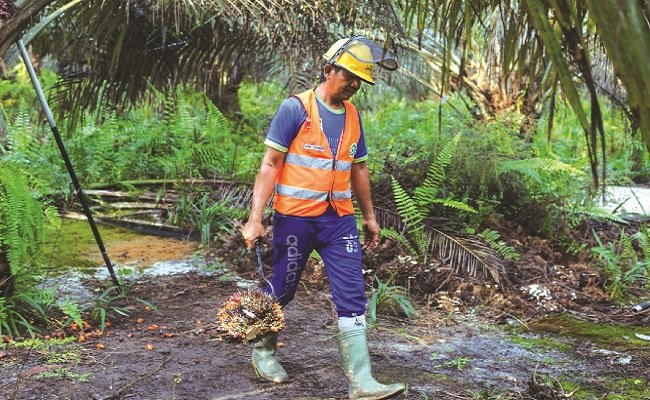 Cargill Utamakan Keselamatan Pekerja Sawit