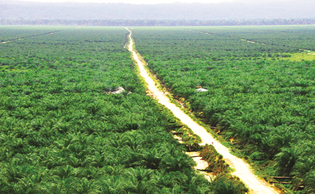 Green Fund Berinvestasi Di Sektor Kelapa Sawit di PT DSNG