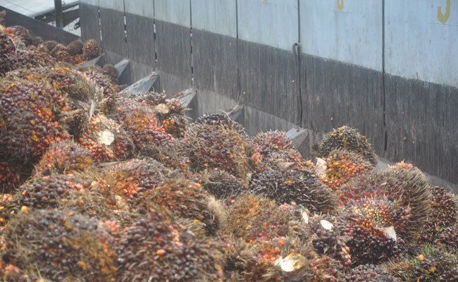 Harga TBS Sawit Sumsel Periode I Juni 2020 Naik Rp 14,43/Kg