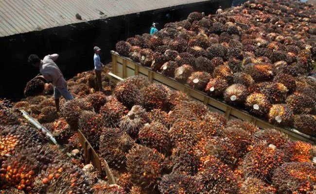 Harga TBS Sawit Sumut Periode 10-16 Juni 2020 Naik Rp 26,27/Kg