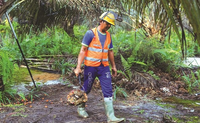Kisah Para Pemanen Kelapa Sawit Cargill