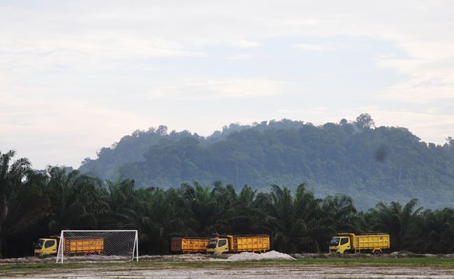 Moratorium Sawit vs Intensifikasi