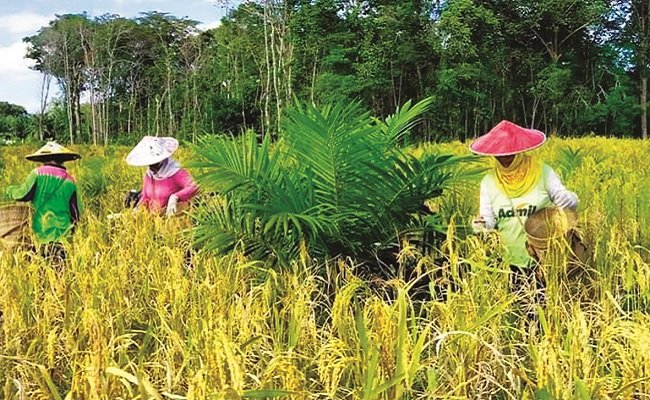 Budidaya Sawit Tumpang Sari Padi