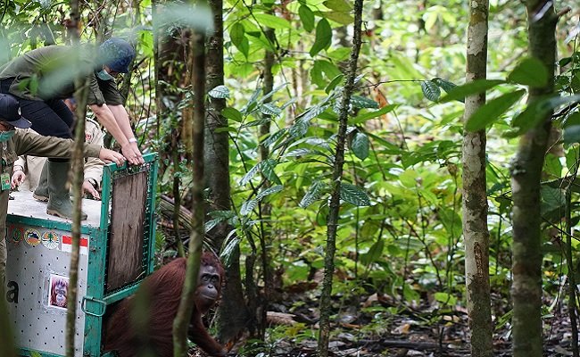 Jelang Hari Lingkungan Hidup Sedunia, 7 Orangutan Dilepasliarkan Di Bukit Baka Bukit Raya