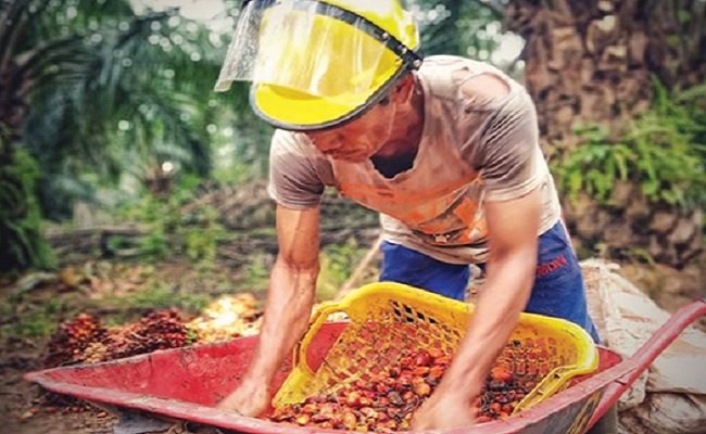 Mengenal Aset Paling Bernilai Di Perkebunan Kelapa Sawit