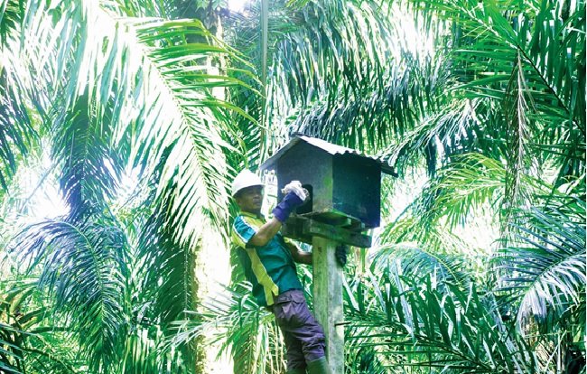 Minyak Sawit Berkelanjutan Terus Maju, Untuk Memberikan Dampak Positif
