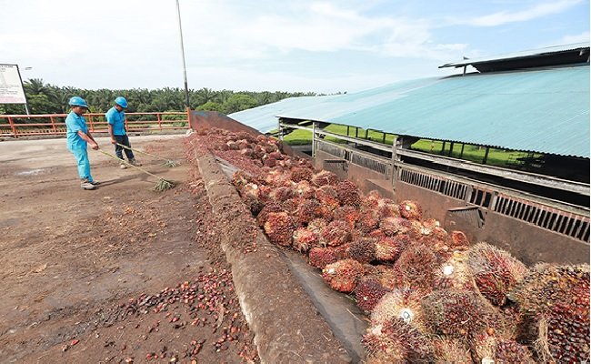 Operasional Perkebunan Kelapa Sawit Tetap Berjalan Tanpa Kendala