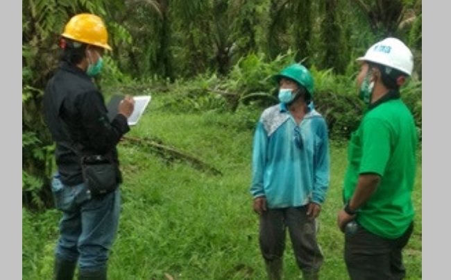 P&G dan GIVE and GO Beli CS-PKO Petani Sawit Swadaya Senilai Rp 2,6 Milyar