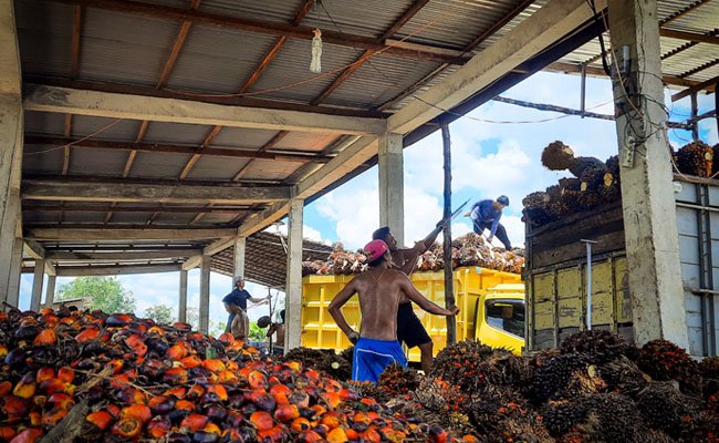 Akhirnya Harga TBS Sawit Petani Swadaya Anjlok di Bawah Rp 1.000/kg