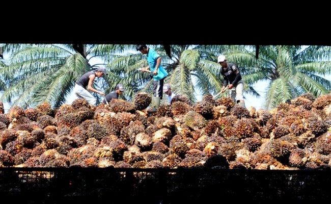 Harga TBS Sawit Sumsel Periode I-Juni 2022 Turun Rp 98,86/Kg, Berikut Harganya..