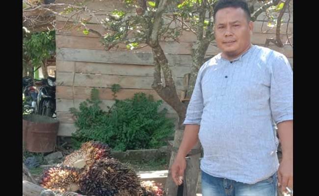 Harga TBS Sawit Terus Melorot, Petani Sawit di Kabupaten Palas Pasrah