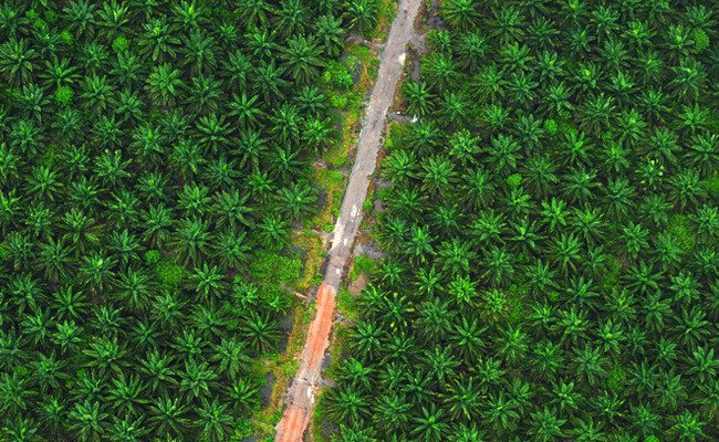 SPKS: Kepemilikan Lahan Melebihi Batas Maksimum Jadi Masalah Akut Sawit