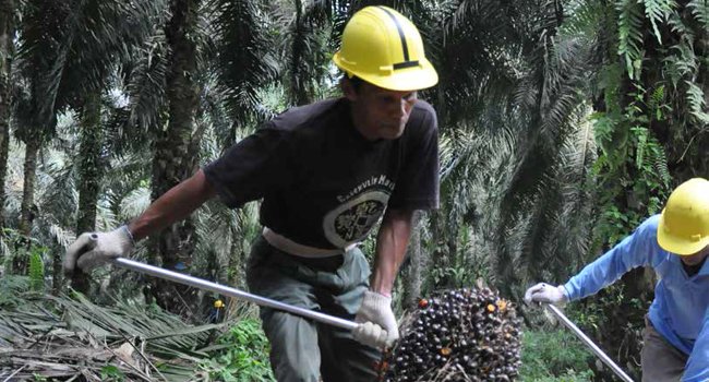 BISNIS SAWIT KEMBANGKAN  KEKUATAN  NASIONAL