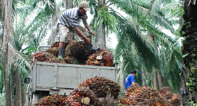 Bupati Kutim : Perkebunan Sawit Tingkatkan Ekonomi Masyarakat