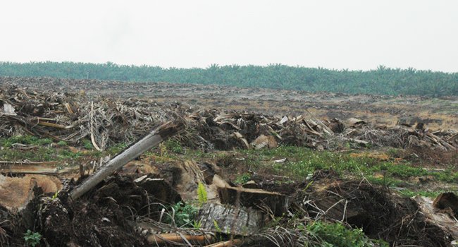 Deforestasi Kekhawatiran Negara Kaya