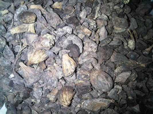 Negara Asing Minati Cangkang Sawit Asal Bengkulu