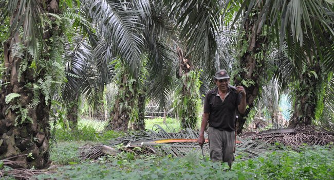 Petani Di Pemali Harapkan Harga TBS Stabil  