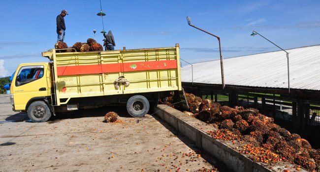 Produksi TBS Di Labuhanbatu Merosot 