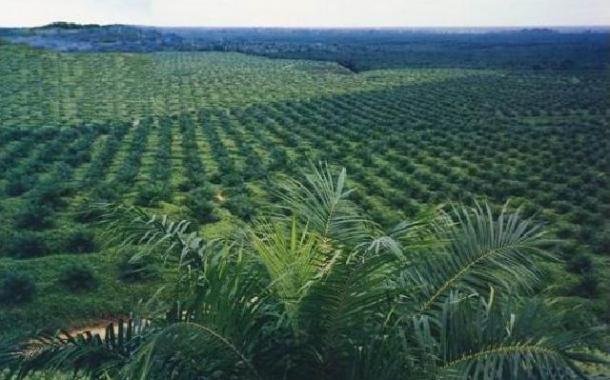 Riau Waspadai Ketatnya Persaingan Sawit Di ASEAN 