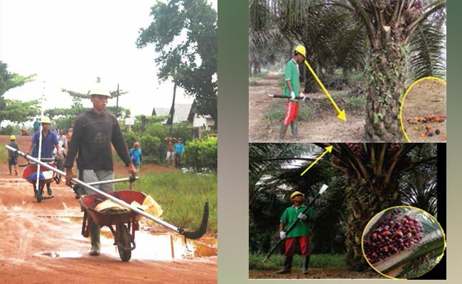 info petani - Panen, Peningkatan Produksi, Rendemen Dan Mutu