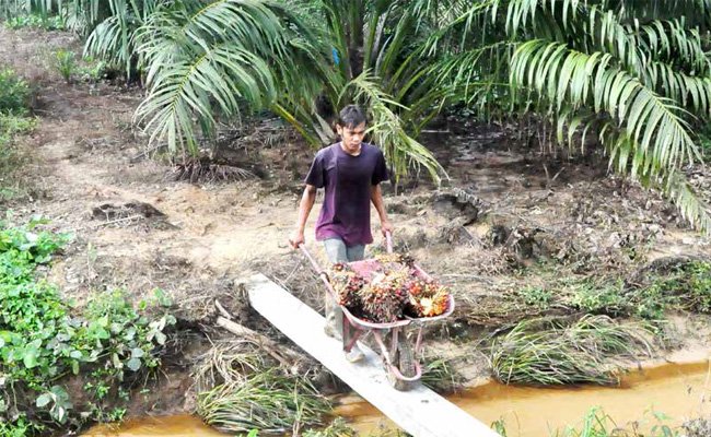 JADI LUMBUNG SAWIT BERKELANJUTAN