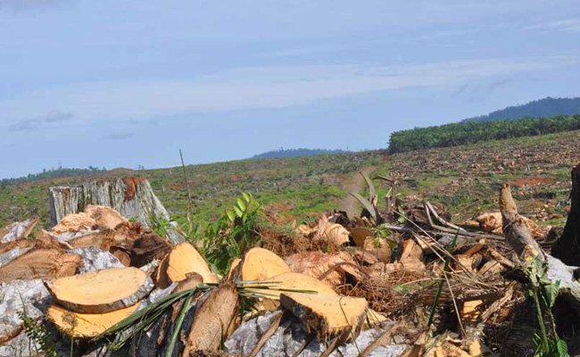 MEMASTIKAN SUSTAINABILITY DALAM PENGEMBANGAN KEBUN BARU