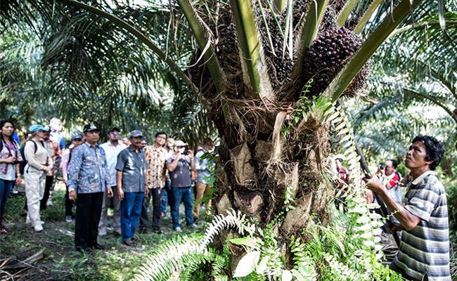 Seruyan & Kobar, Dorong Perkuat Kapasitas Petani Swadaya