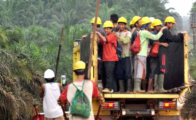 SKIM SERTIFIKASI PROFESI  PERKUAT KUALITAS PEKERJA KEBUN