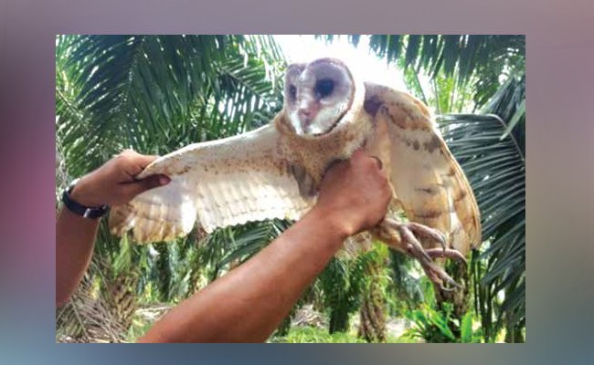 INFO AGRONOMI - MENGENDALIKAN HAMA TIKUS DI PERKEBUNAN
