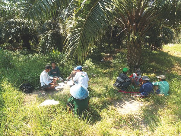 Pemerintah Bakal Buat Tim Verifikasi Lahan Untuk Replanting 
