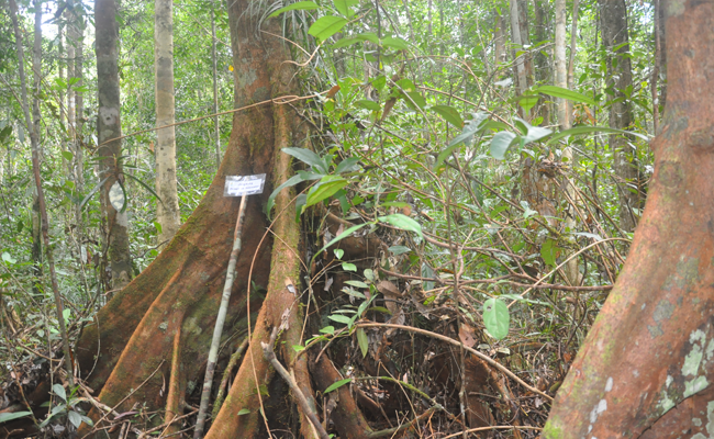 2,4 Juta Kawasan Hutan Dilepas untuk Perkebunan Era Zulkifli Hasan