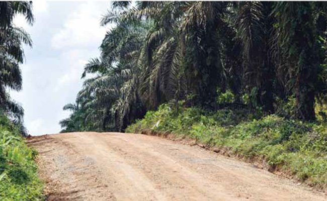 35 Perusahaan dan 15 Cukong Terbukti Langgar UU P3H, Rambah Hutan di Riau
