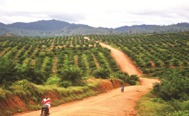Belanja Modal Holding Perkebunan Capai Rp 16 Triliun